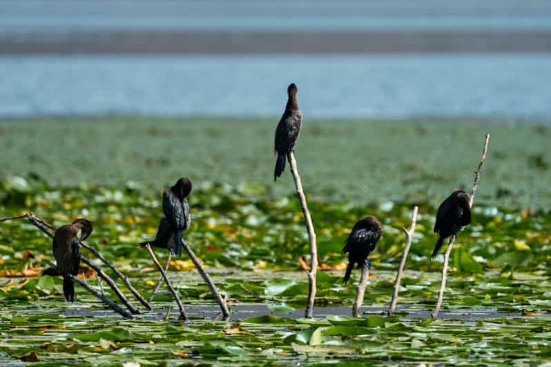 From Birdwatching to Beach Relaxation: Diverse Activities at Lake Shkodra