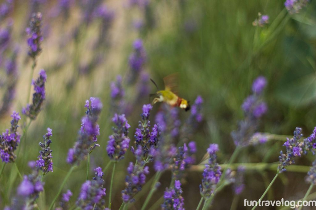 Exploring the Enchanting Lavender Fields of Provence: A Traveler’s Guide