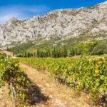 vignobles aix en provence compressed