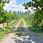 Albania's Best Wine Regions to Visit