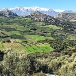 Greece's Best Olive Oil Tours