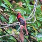 Best Places for Bird Watching in Malaysia