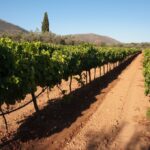 Greece's Best Wine Regions