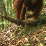 Malaysian Wildlife Conservation Efforts