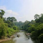 Exploring the Malaysian Rainforest