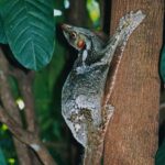 Malaysia’s Unique Flora and Fauna