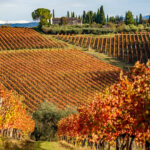 Exploring Italy's Vineyards