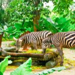 Singapore Zoo: World's Best Rainforest Zoo