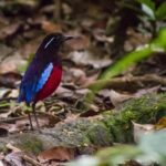 Best places for birdwatching in Malaysia